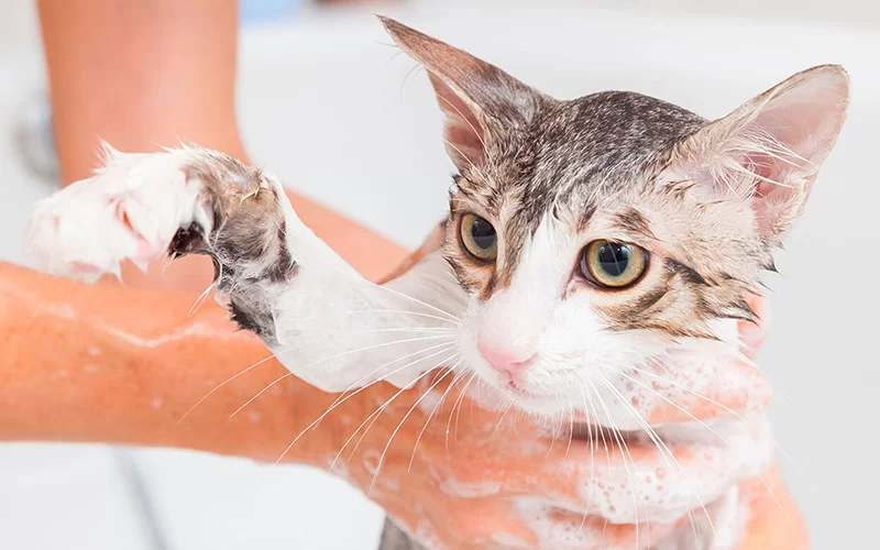 Aseo del gato: guía completa para cepillado, baño y corte de uñas