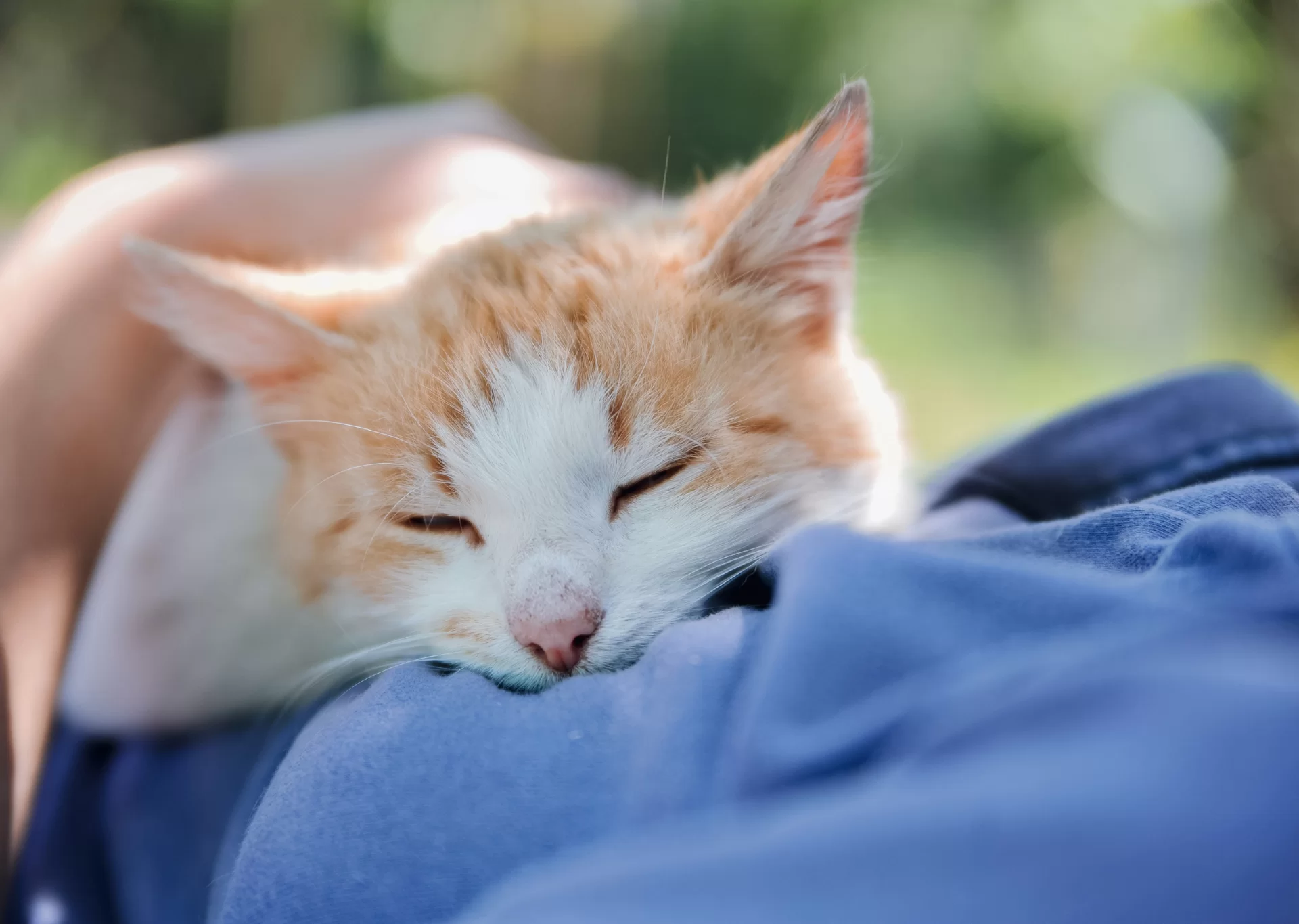 ¿Por qué mi gato se acuesta en mi pecho?
