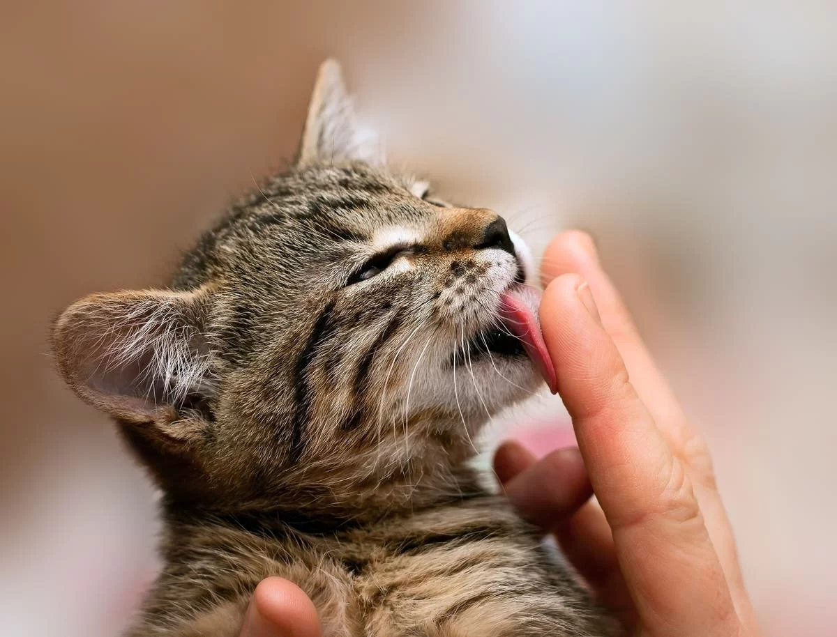 ¿Por qué mi gato me lame?