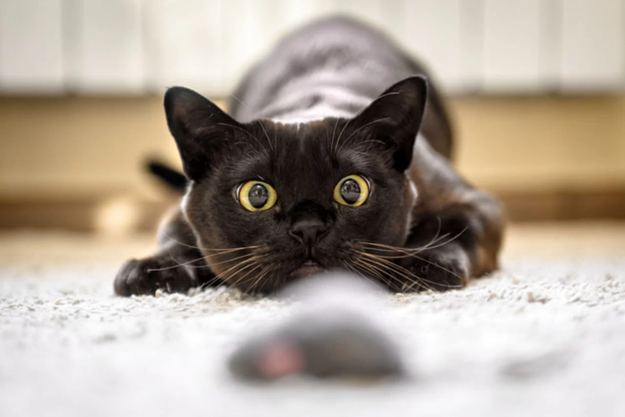 ¿Cómo saber si mi gato esta enfermo?