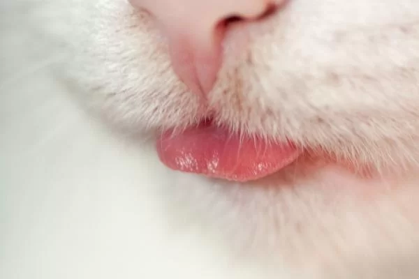 gatoblep.jpg