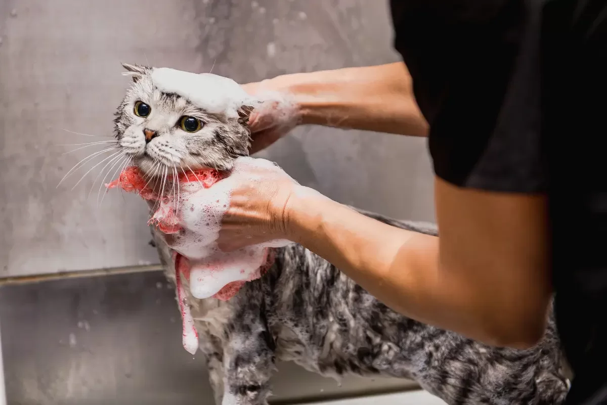 cuidadogatitos.webp
