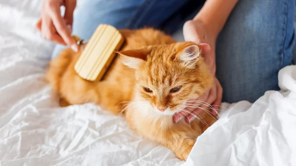 how-to-groom-a-cat.webp