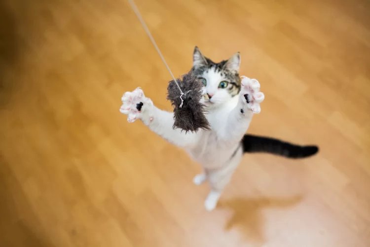gatopuedeestarenfermo5.webp