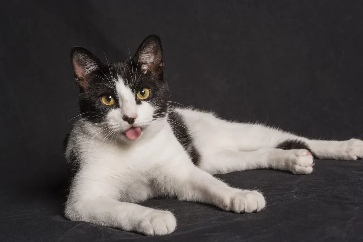 blep5.webp