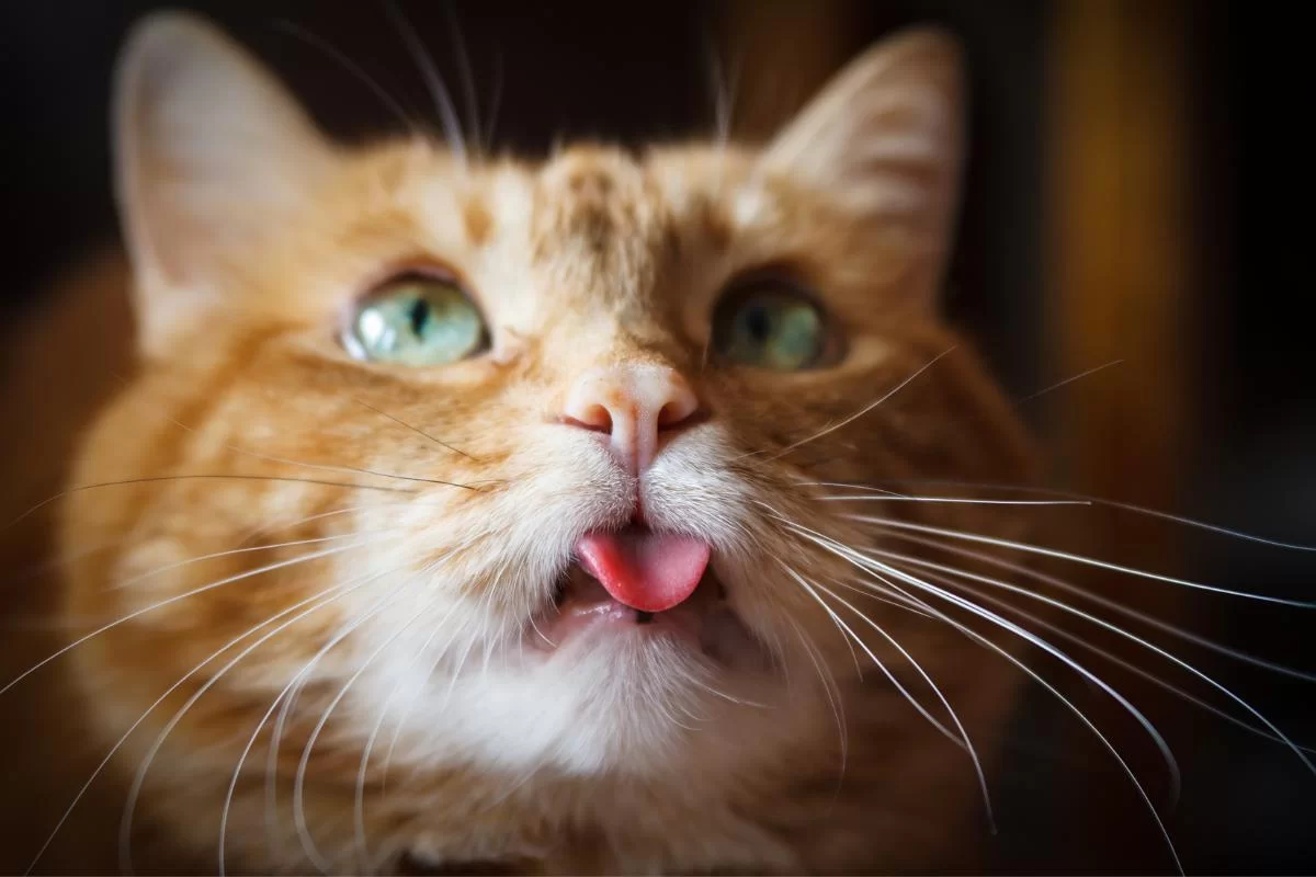 ¿Por qué los gatos sacan la lengua y cuándo preocuparse?