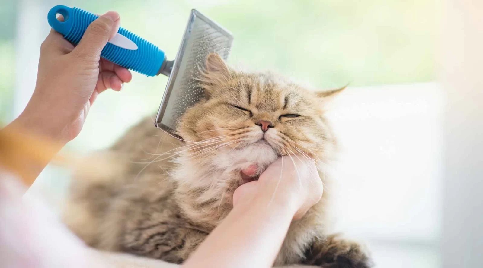 Aseo tu gato cachorro: guía completa paso a paso