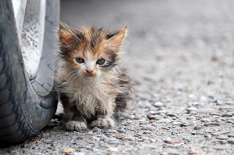 gatitocallejero.jpg