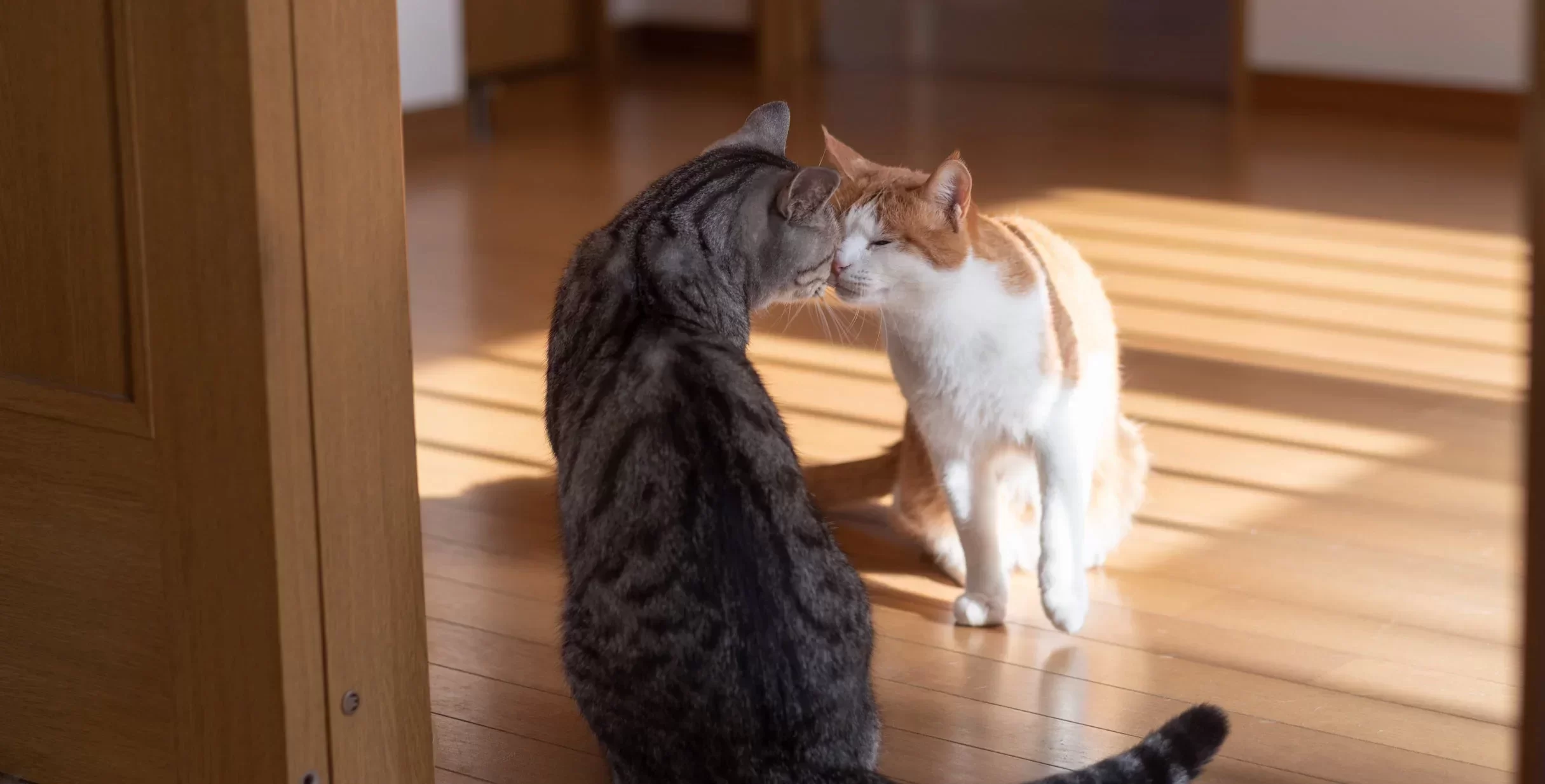 nuevogatointroducción.webp