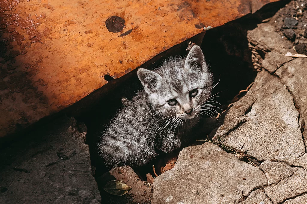 Qué hacer si encuentras un gato perdido o callejero