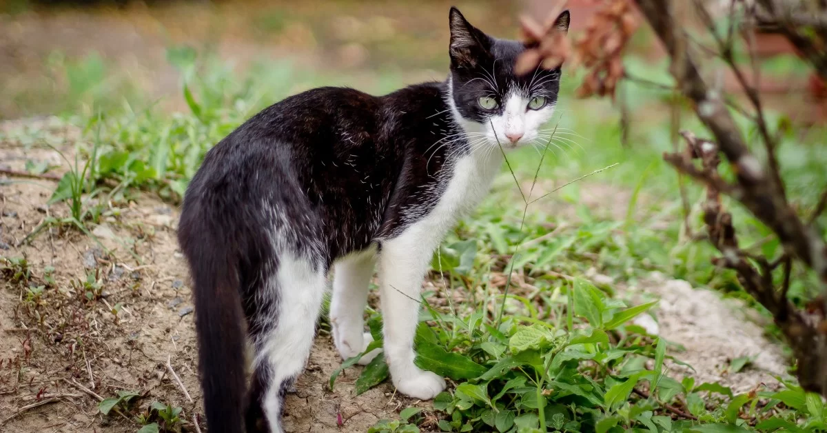 gatocallejero.jpg