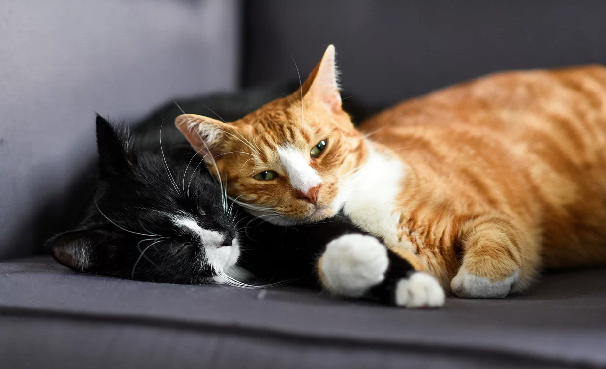 ¿Cómo introducir un gato nuevo en casa?