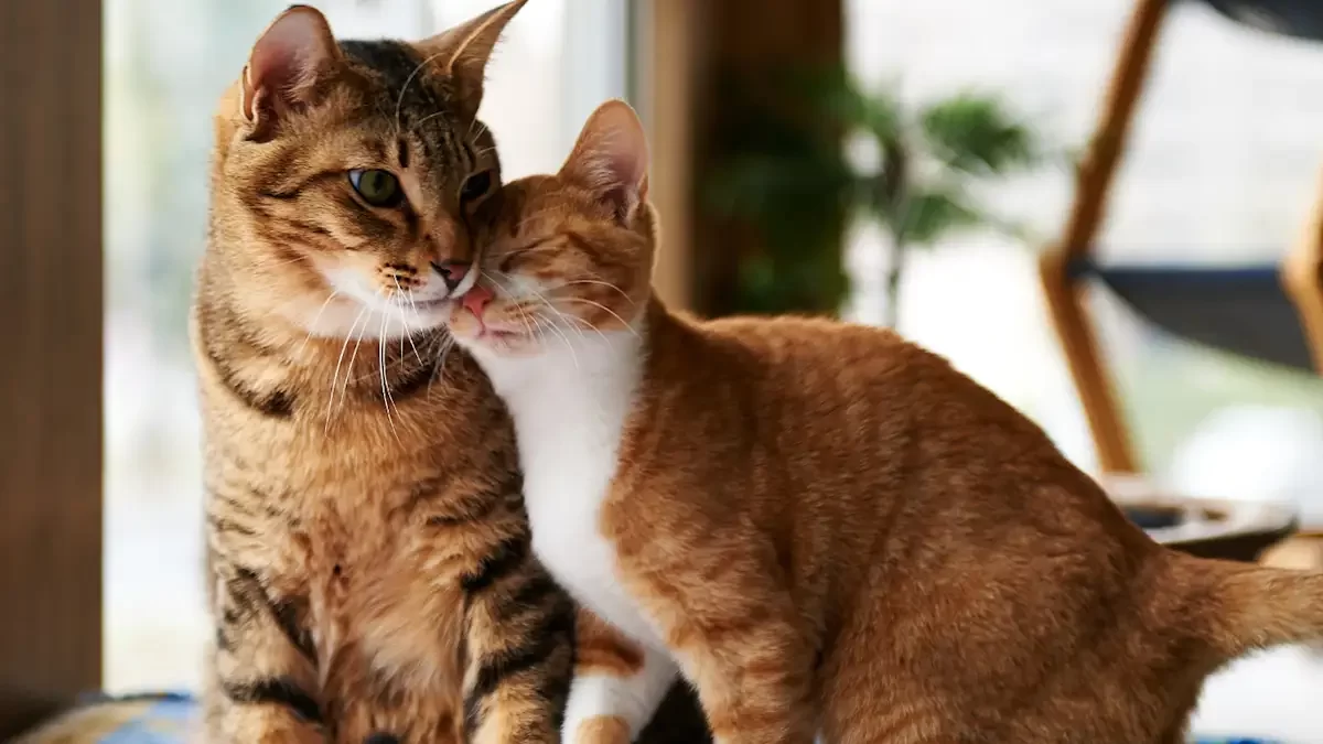 presentardosgatos.webp