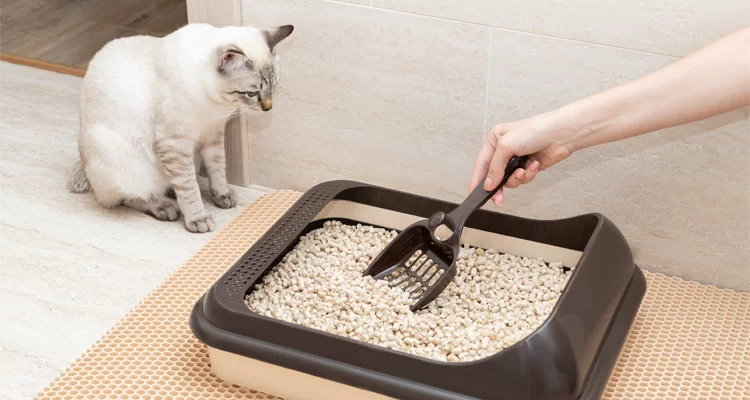 ¿Cuántos areneros necesitan tus gatos?