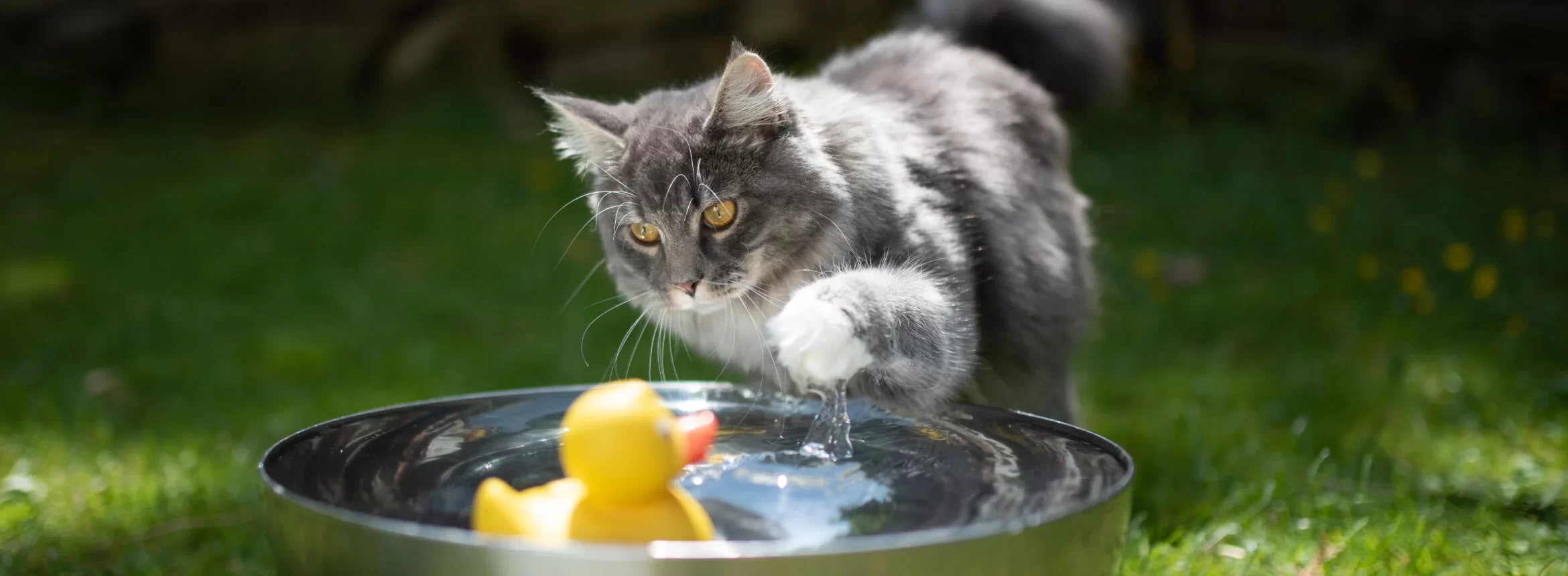 ¿Por qué a los gatos no les gusta el agua?