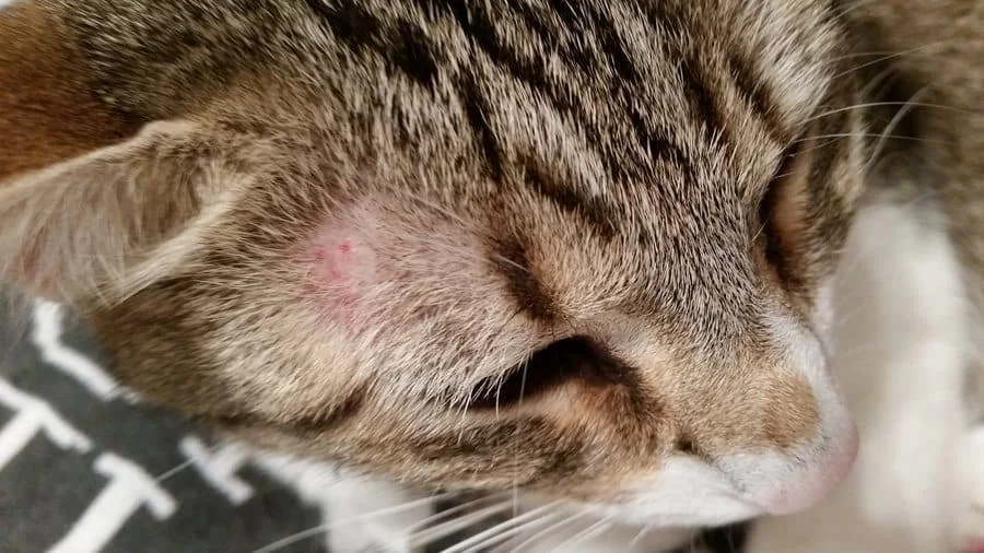 gatoscontiña.jpg