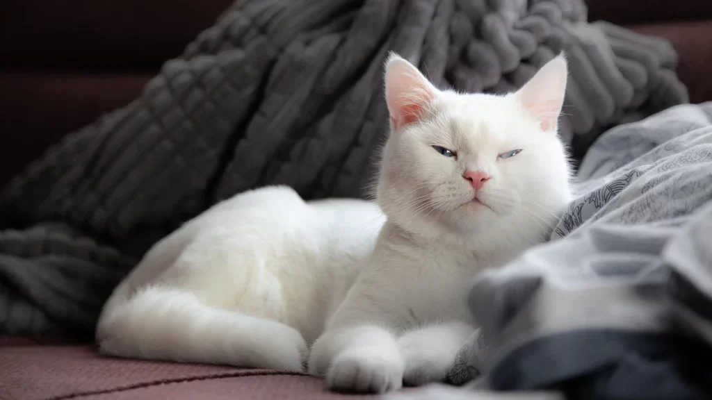gatohaingeridoibuprofeno3.webp