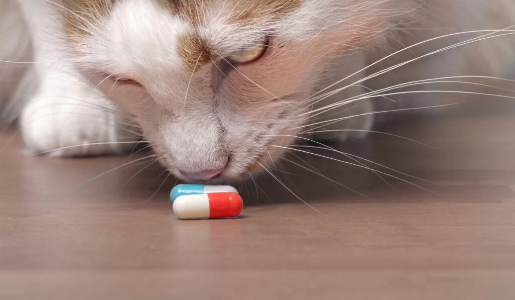 Ibuprofeno para gatos: ¿se le puede dar a un gato y qué pasa si toma ibuprofeno?