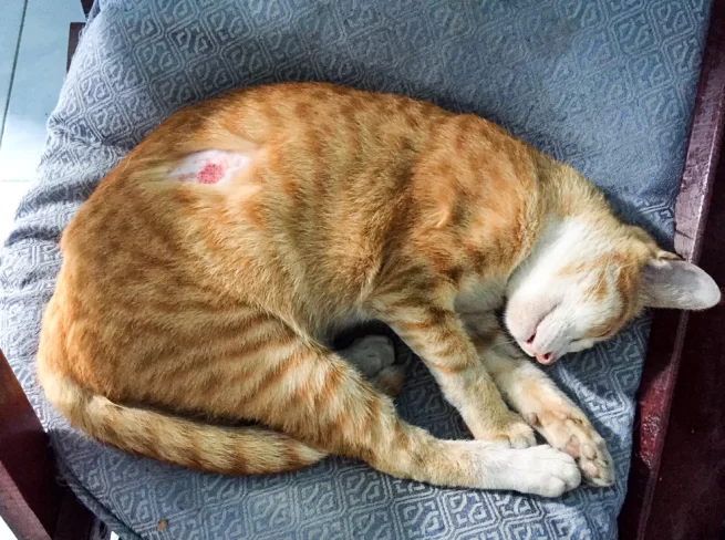 Tiña en gatos: síntomas, contagio y tratamiento seguro