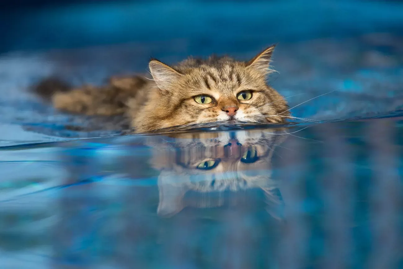 gatosodianelagua.webp