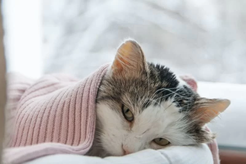 gatohaingeridoibuprofeno2.jpg