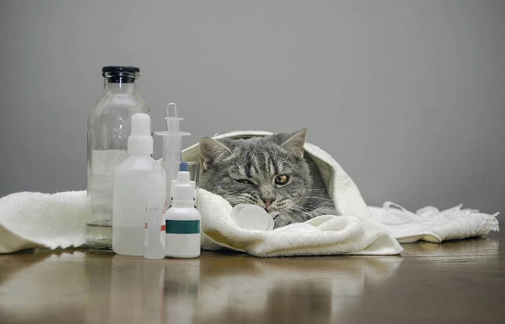 ibuprofenoespeligrosoparalosgatos.jpg
