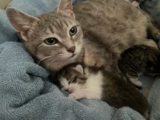 ¿Cuándo esterilizar a una gata después del parto?
