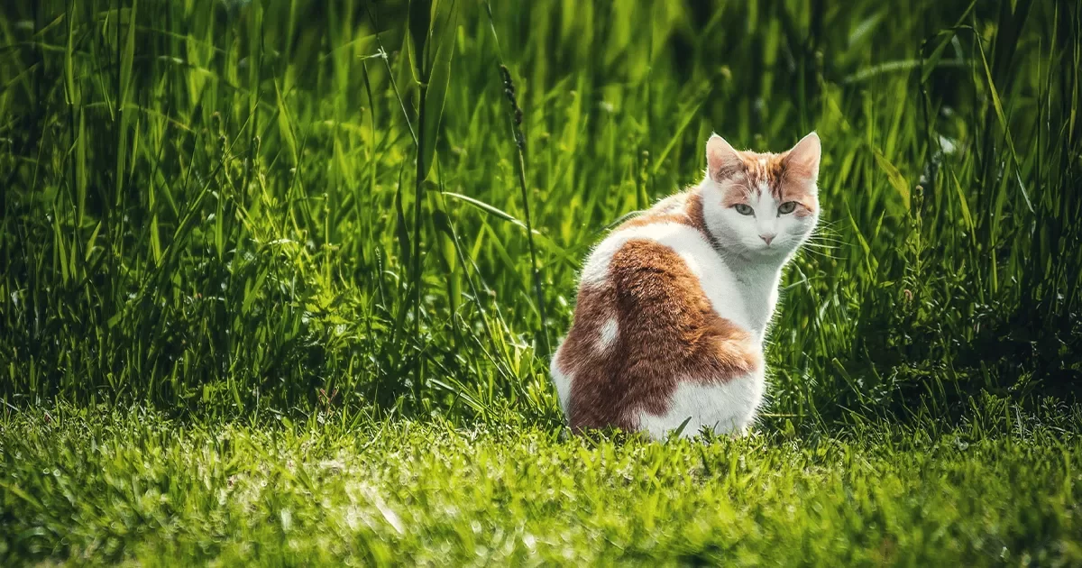 gatoscomenpasto2.webp
