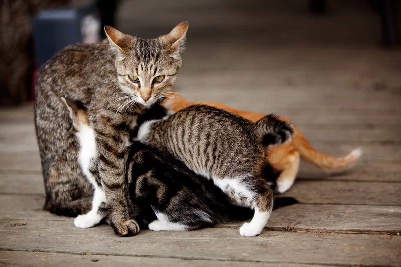 gatos2.jpg