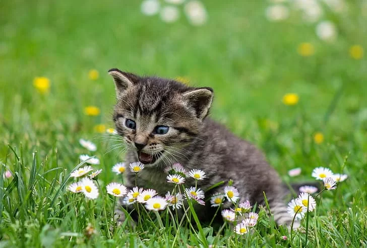 gatoscomenpasto3.jpg
