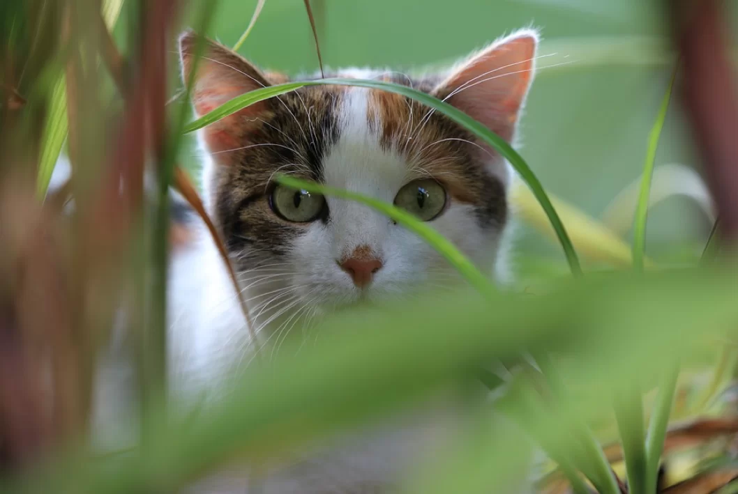 Por qué los gatos comen pasto y cuándo preocuparse
