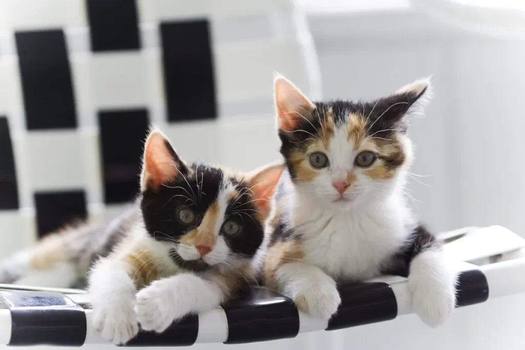 calicocat3.webp