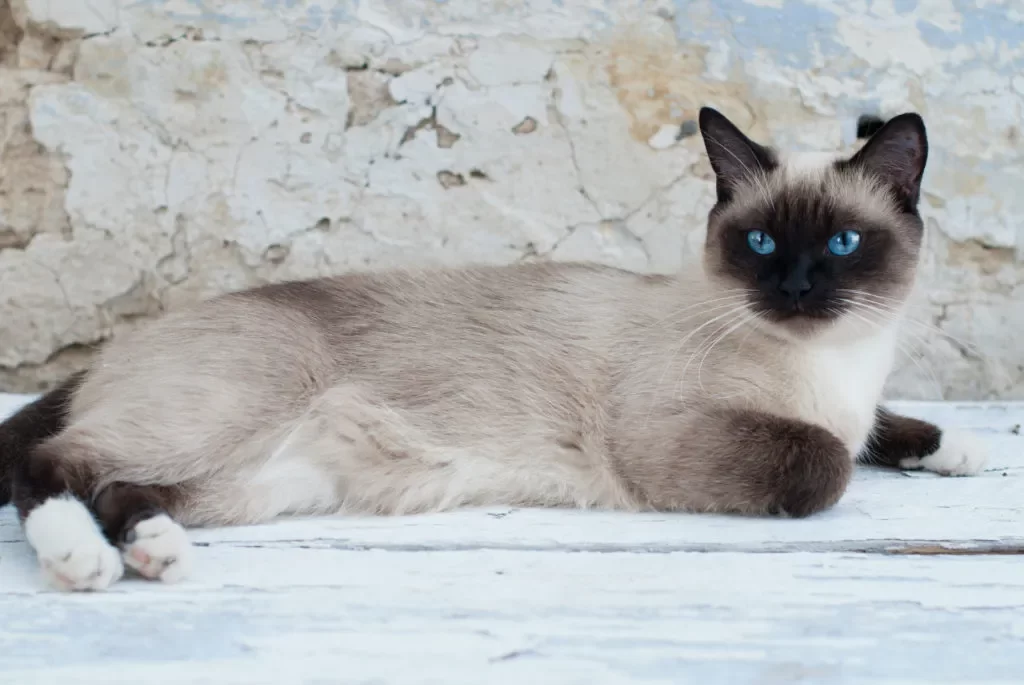Siamesecat3.webp
