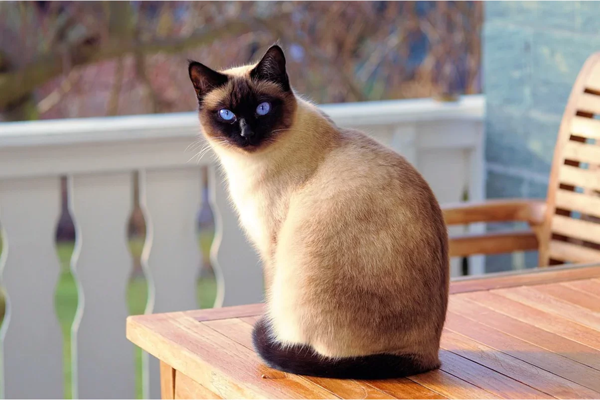 ¿Qué es un gato siamés?