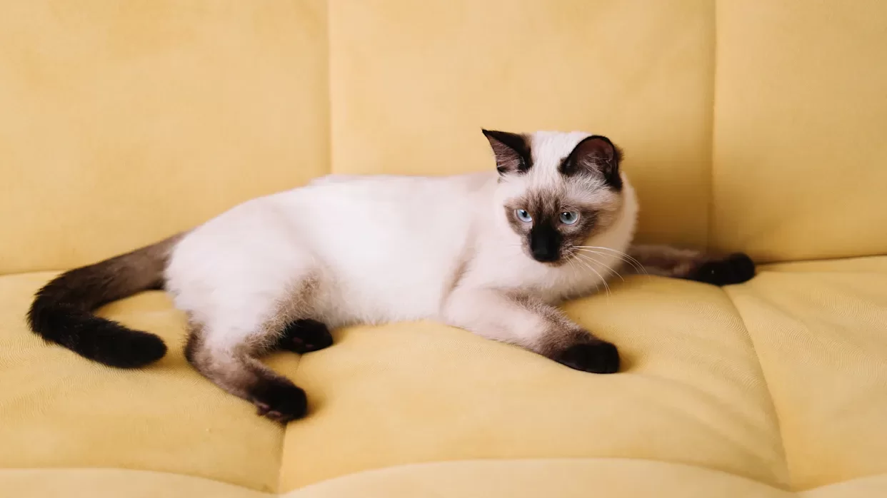 siamesecat2.webp