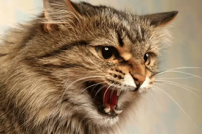catmeowing.jpg