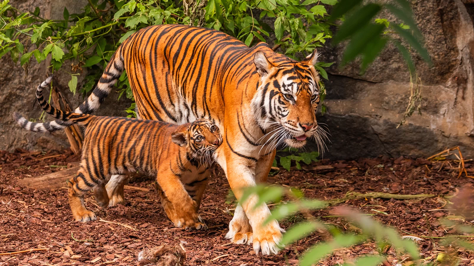 Diferencias entre un gato y un tigre