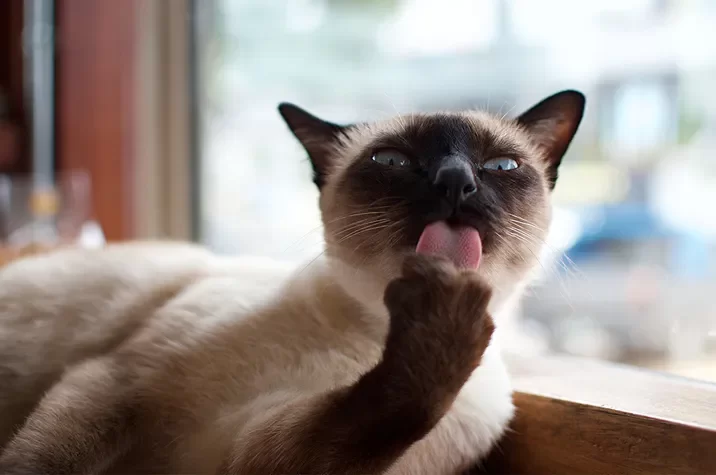 siamesecat4.webp