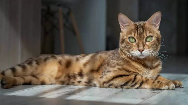 gatobengali.jpg