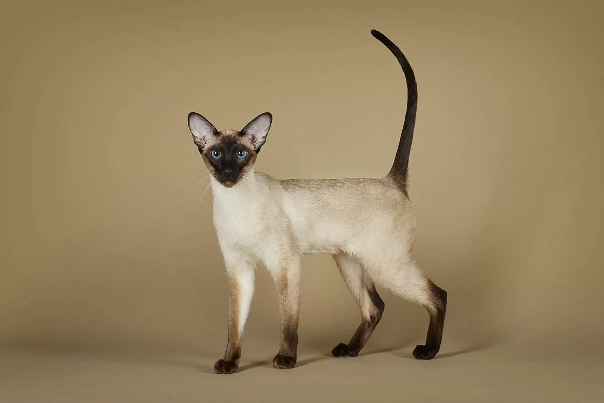 modernsiamesecat.jpg