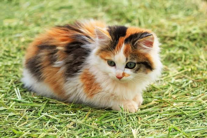 calicocat.jpg