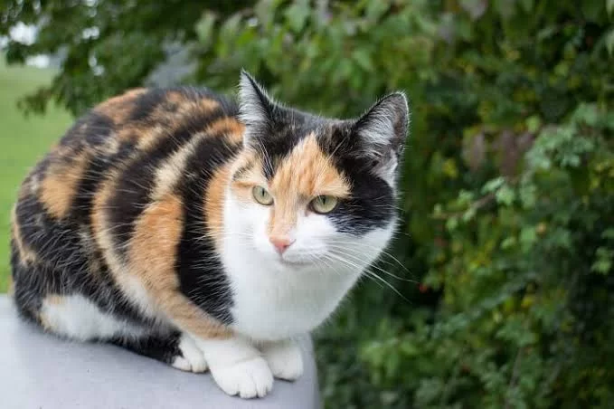 calicocat2.jpg