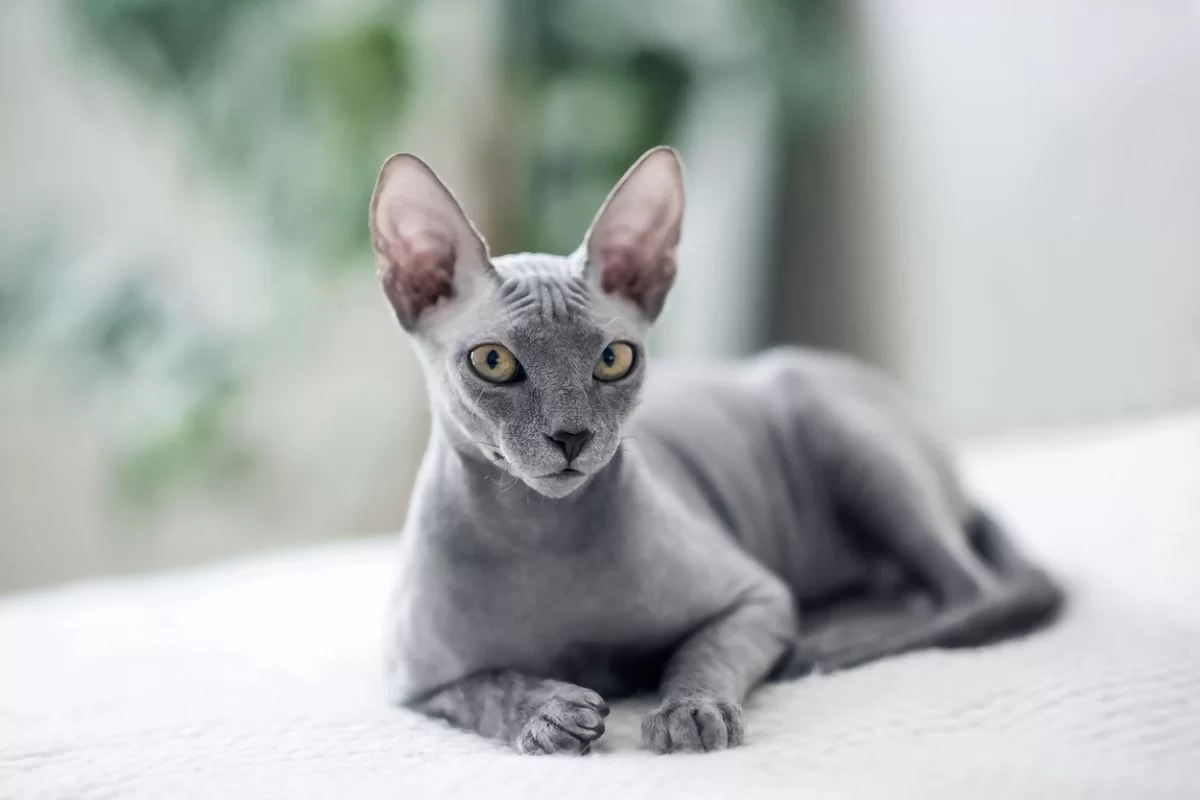 Pérdida de pelo en gatos: por qué ocurre y cómo solucionarlo