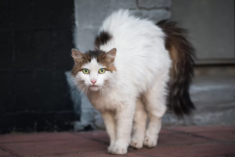 Cómo saber si tu gato está estresado: síntomas, causas y qué hacer