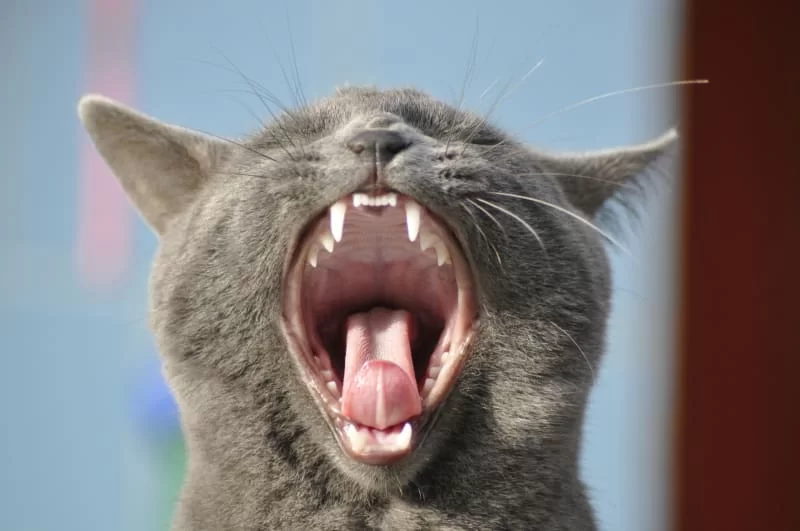 dientesgato.jpg