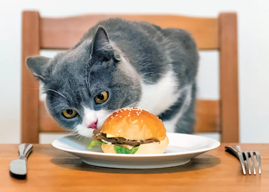 cat-human-food.png