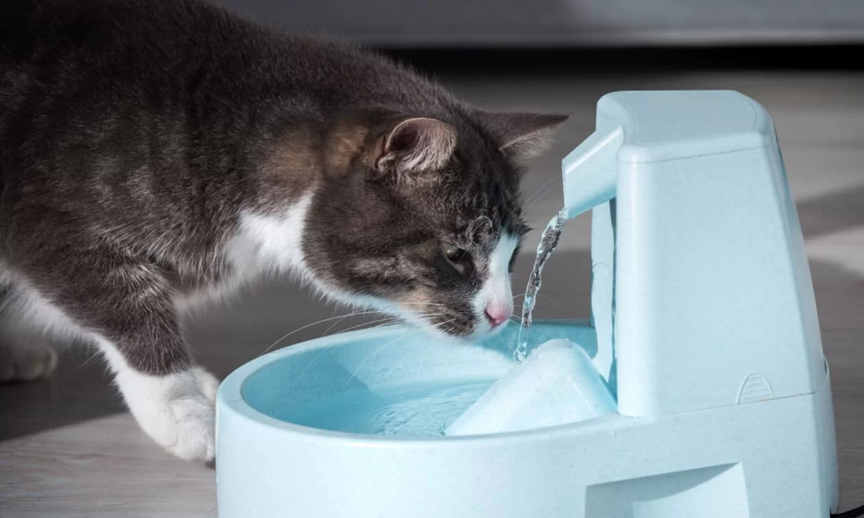 Cómo hacer que tu gato tome más agua: Técnicas efectivas respaldadas por veterinarios