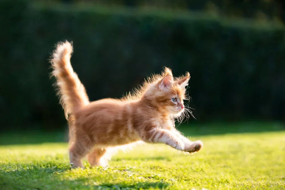 Cómo entrenar a un gato bebé: guía completa para educar gatitos paso a paso