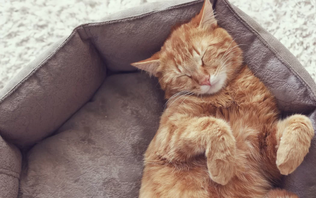 Cat-Sleeping-Positions.png