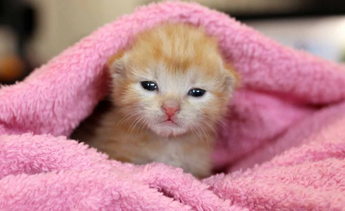 blog-kitten-.jpg